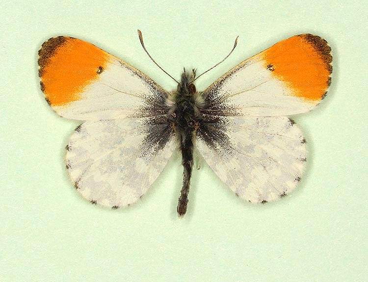 Anthocharis cardamines male (aberrant form pupillata) (Internet Image property of respective owner, non-commercial use only)